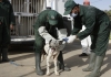 Le Maroc se dote d’un cadre légal pour les animaux errants ​