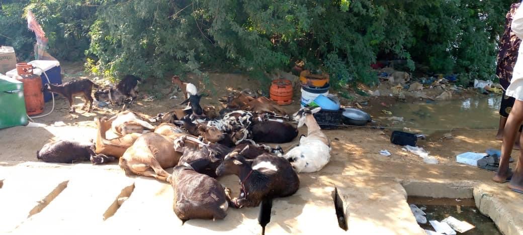 20B168AF D49D 44D6 B7D9 5E1428342A28