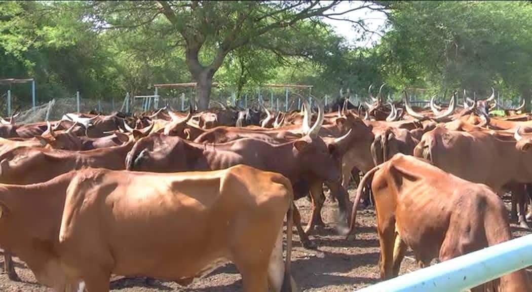 EC8DB9EB 4126 41DC 9BF1 D145977FE357