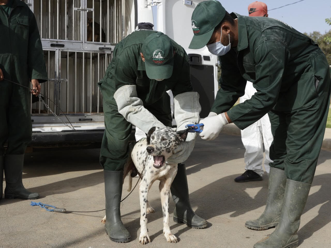 le-maroc-se-dote-d-un-cadre-legal-pour-les-animaux-errants